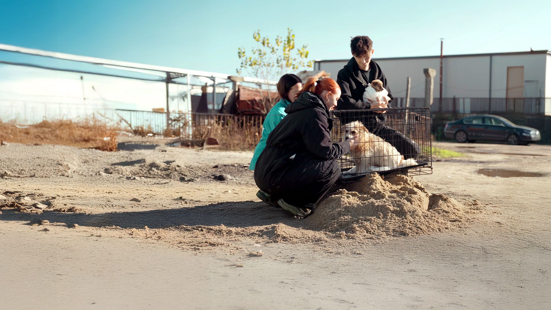 How to kill a Puppy & get rich: Die Hunde-Mafia