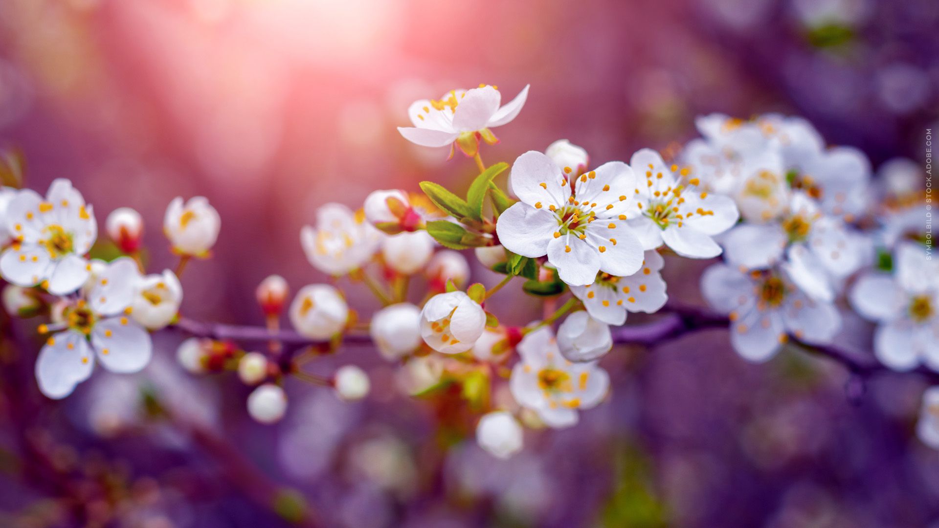 Wenn das Leben neu erwacht - Ein Panoptikum