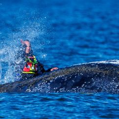 Wal-Rettung: Helfer-Team zerstritten