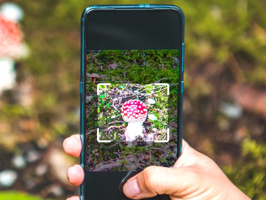 Pilz-Apps: Hilfe oder Risiko im Wald?